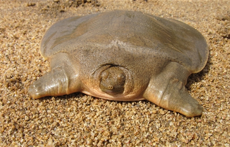 Asian giant softshell turtle hatchling